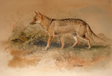 Raposa de Azara - Canis azarae